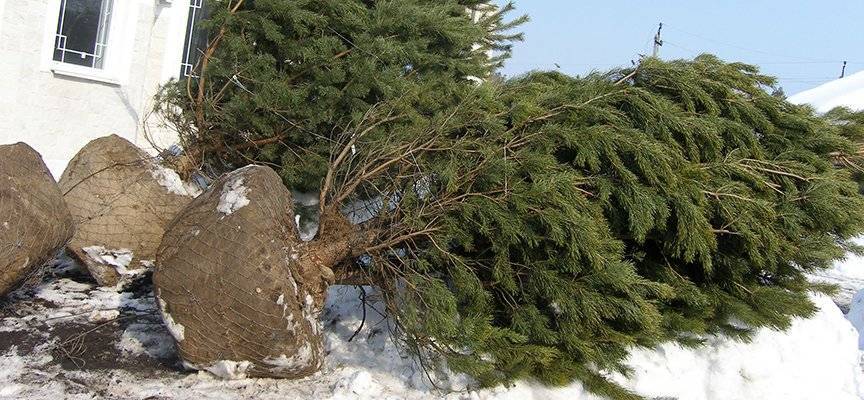 Зимние посадки деревьев. Правила выбора и посадки крупномеров - leto.ua