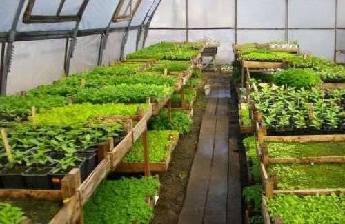 Советы по выращиванию рассады овощных культур в 2020 году - dacha-svoimi-rukami.com