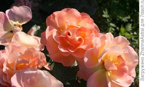 Июньское цветение роз в моем саду - 7dach.ru