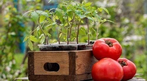 Лунный календарь для выращивания помидоров на 2020 год - selomoe.ru