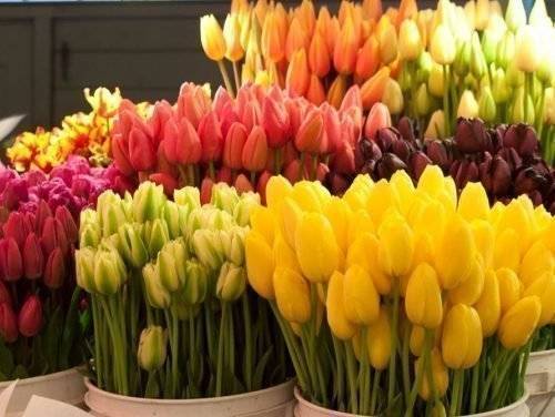 Как вырастить тюльпаны дома к 8 марта - selomoe.ru