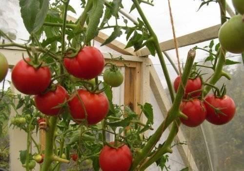 Выбираем урожайные сорта томатов на 2020 год для теплиц - selomoe.ru