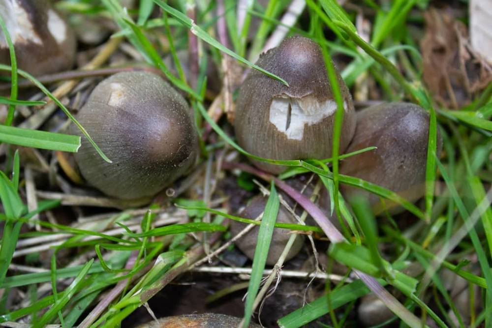 Какие бывают серые грибы: разновидности, описание и фото - sveklon.ru - Россия