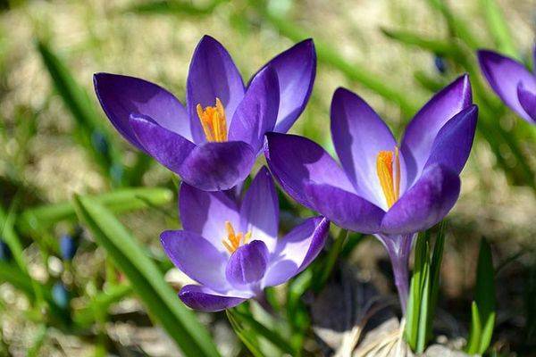 Как выращивать крокусы дома и способы размножения цветка - sveklon.ru