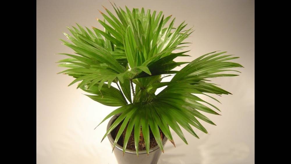 Какие виды комнатной пальмы существуют и как вырастить цветок в домашних условиях - sveklon.ru