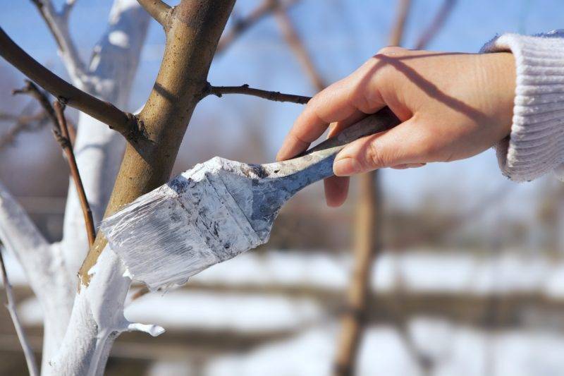 Лунный календарь огородника и дачника на март 2020 года - orchardo.ru