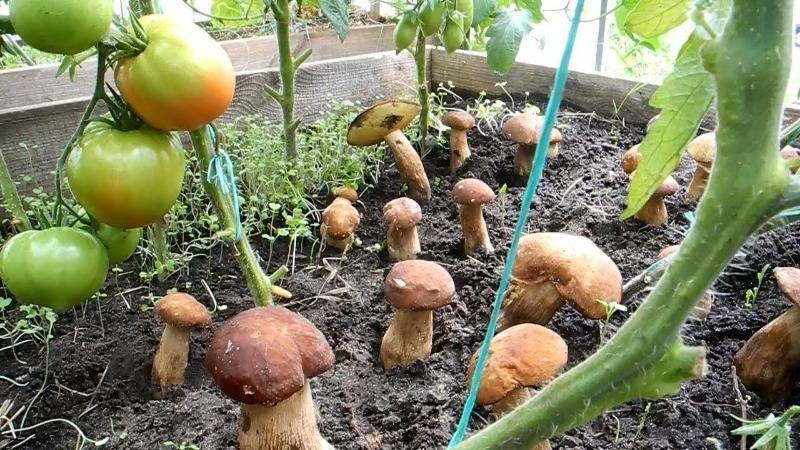 Что нужно принести из леса в свой огород, чтобы на нем выросли грибы - orchardo.ru