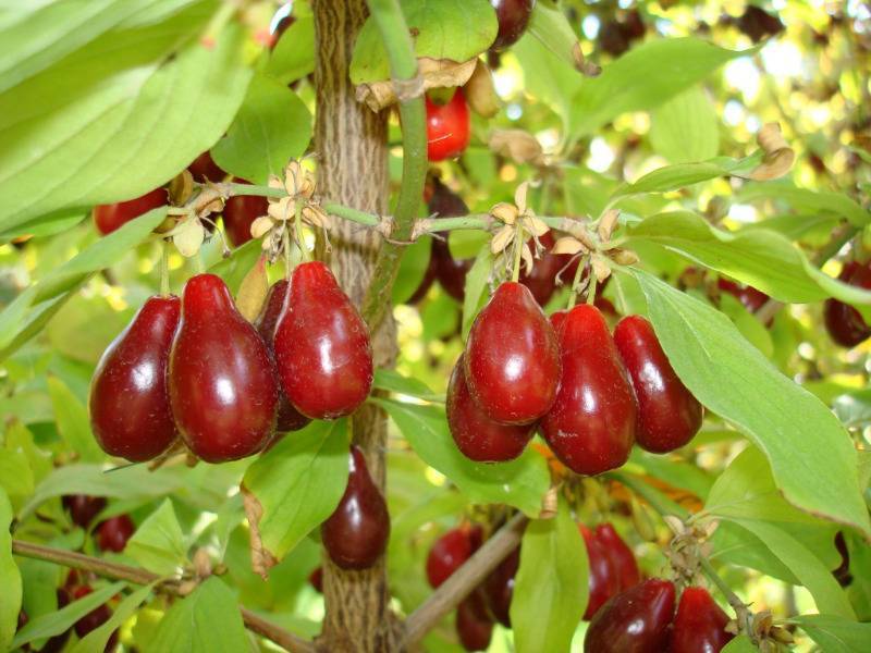6 самых неприхотливых в уходе плодово-ягодных культур, которые примутся на любой даче - orchardo.ru
