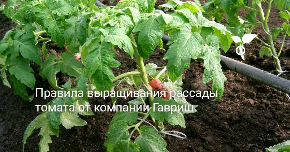 Правила выращивания рассады томата от специалиста компании Гавриш - botanichka.ru