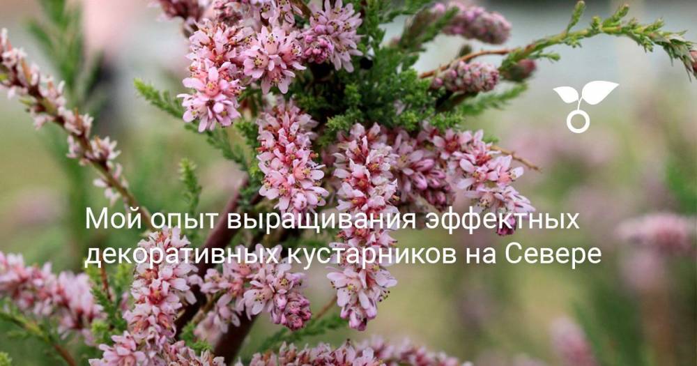 Мой опыт выращивания эффектных декоративных кустарников на Севере - botanichka.ru - Хабаровск