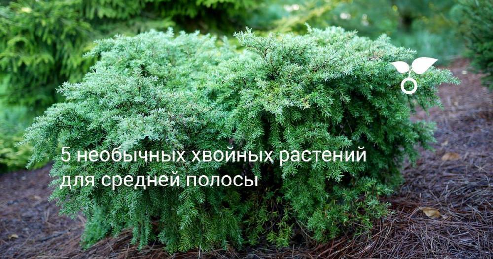 5 необычных хвойных растений для средней полосы - botanichka.ru