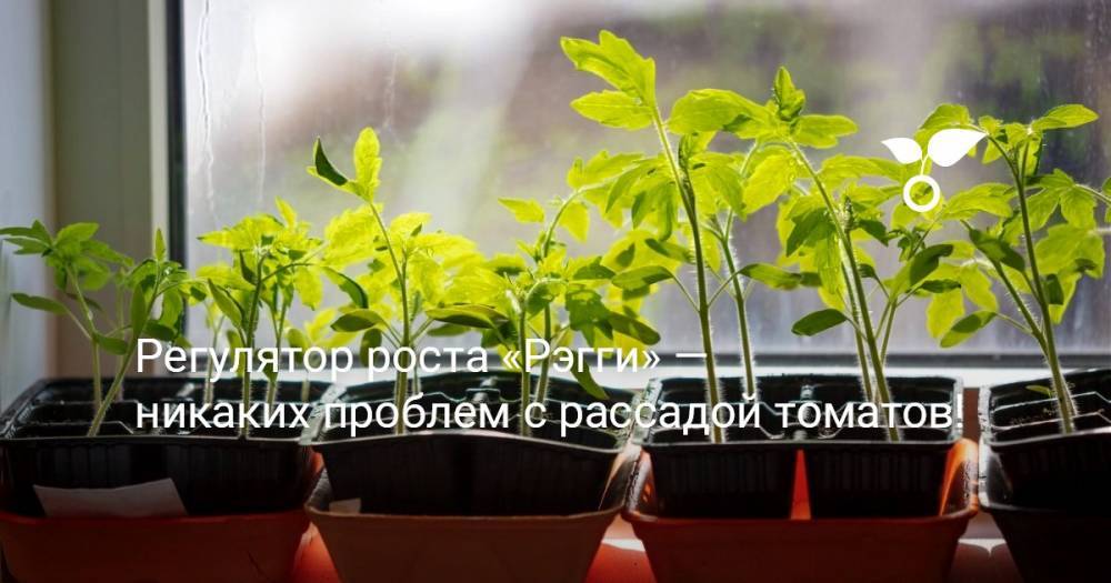 Регулятор роста «Рэгги» — никаких проблем с рассадой томатов - botanichka.ru