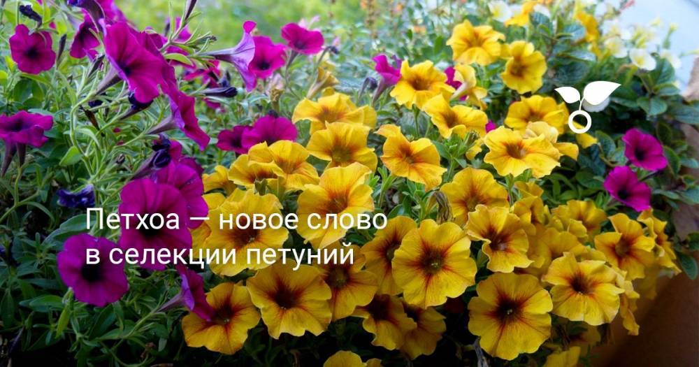 Петхоа — новое слово в селекции петуний - botanichka.ru