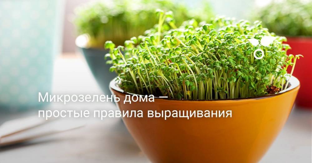 Микрозелень дома — простые правила выращивания - botanichka.ru