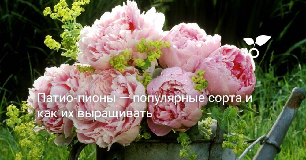 Патио-пионы — популярные сорта и как их выращивать - botanichka.ru