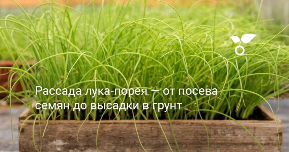 Рассада лука-порея — от посева семян до высадки в грунт - botanichka.ru