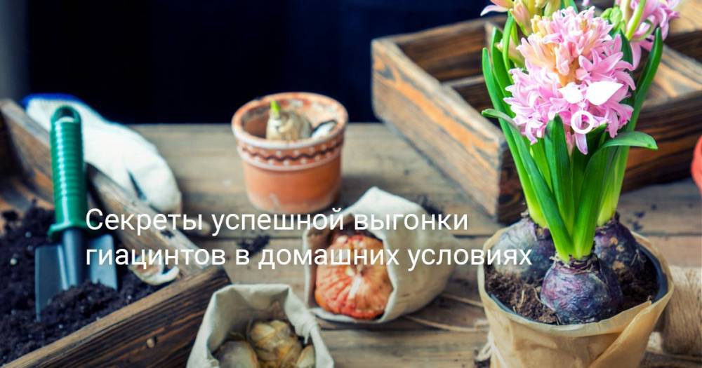 Секреты успешной выгонки гиацинтов в домашних условиях - botanichka.ru