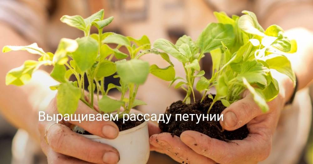 Выращиваем рассаду петунии - botanichka.ru