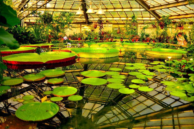 6 красивых ботанических садов России, где можно подглядеть много интересных идей для своего цветника - diz-cafe.com - Россия - Москва