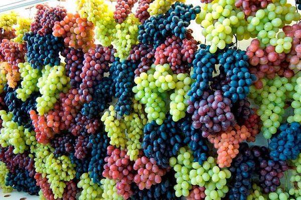 Виноград – это ягода или фрукт: определения и теории - plodovie.ru - г. Виноград - Грузия