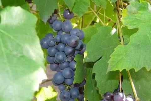 Болезни винограда: какие бывают и как бороться - plodovie.ru