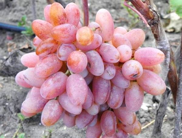Крупный ранний виноград Сенсация – достоинства и недостатки - plodovie.ru - г. Виноград