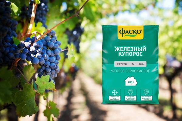 5 причин применять железный купорос для виноградников - plodovie.ru
