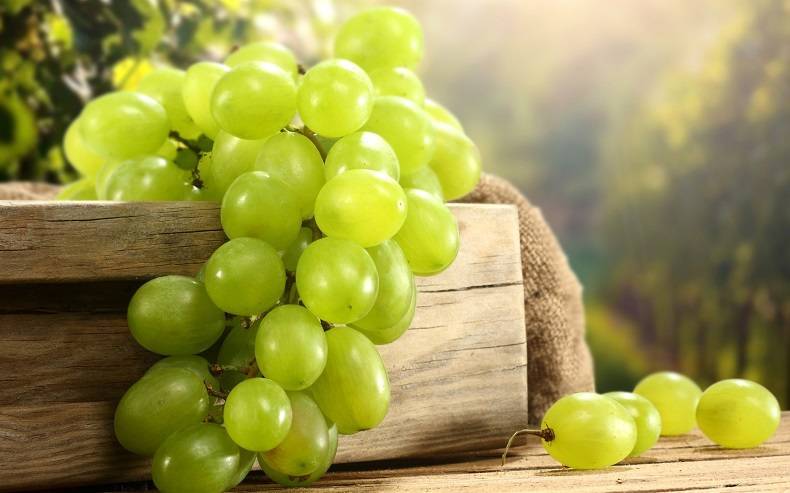 Виноград белый: сорта, полезные свойства, выращивание - plodovie.ru - г. Виноград