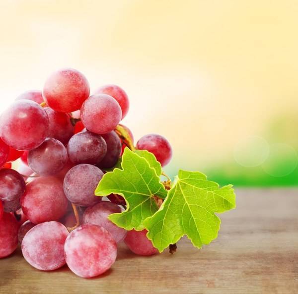 Виноград Лидия – отличный сорт для приготовления вина - plodovie.ru - г. Виноград