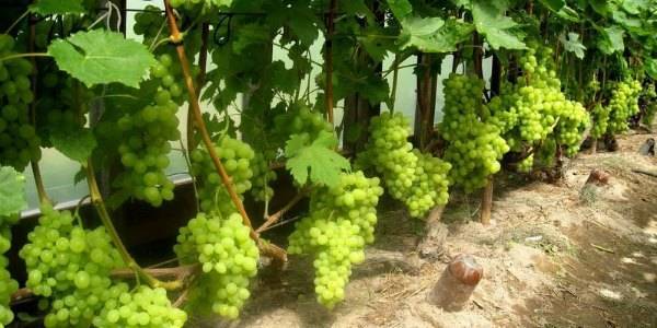 Все, что нужно знать начинающим про обрезку винограда - plodovie.ru