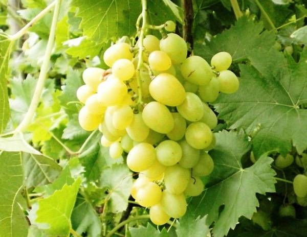 Аркадия – прекрасный морозоустойчивый сорт винограда - plodovie.ru - Ссср - Молдавия
