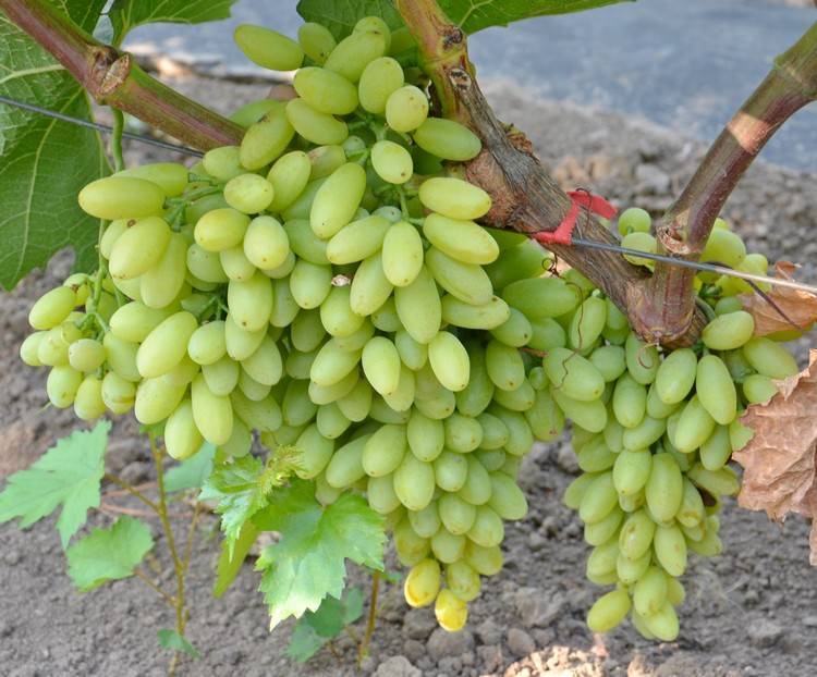 Кишмиш столетие – виноград “под изюм” - plodovie.ru - Сша - г. Виноград