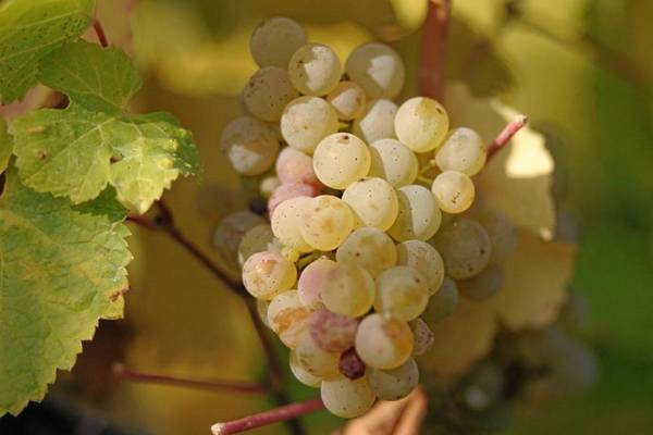 Мускатные сорта винограда – обзор с фото - plodovie.ru - Греция - Крым