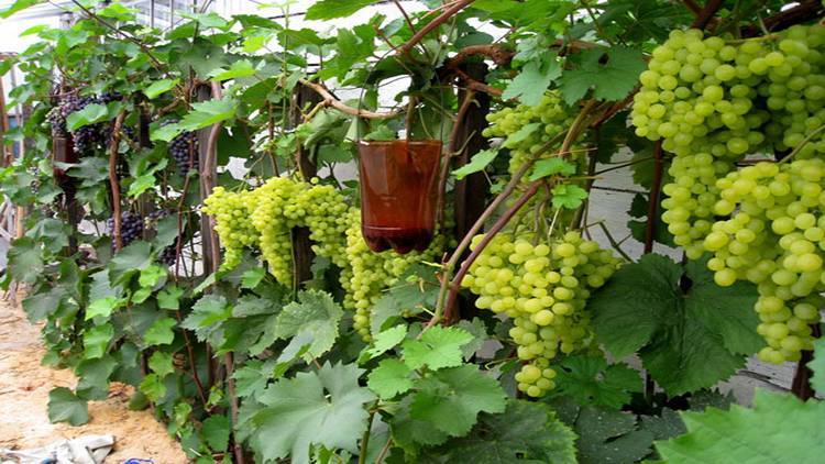 Обзор неукрывных сортов винограда - plodovie.ru - Греция