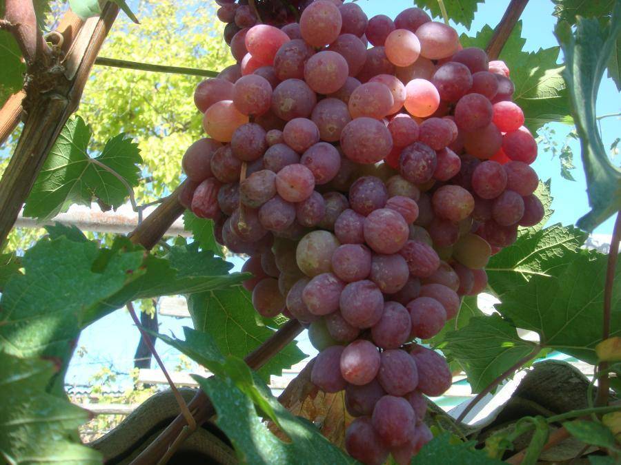 Виноград Тайфи – один из лучших столовых сортов винограда позднего созревания - plodovie.ru - г. Виноград
