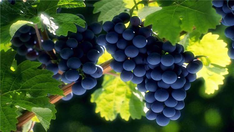 Виноград Изюминка – настоящий южный сорт - plodovie.ru - г. Виноград