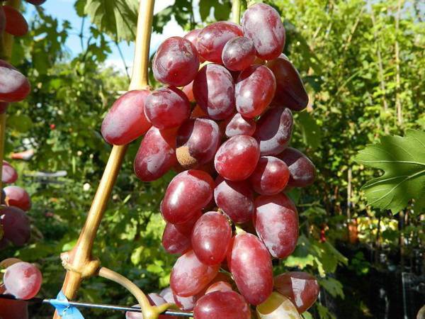 Секреты посадки и выращивания столового сорта винограда Байконур - plodovie.ru - Украина - Белоруссия - г. Виноград