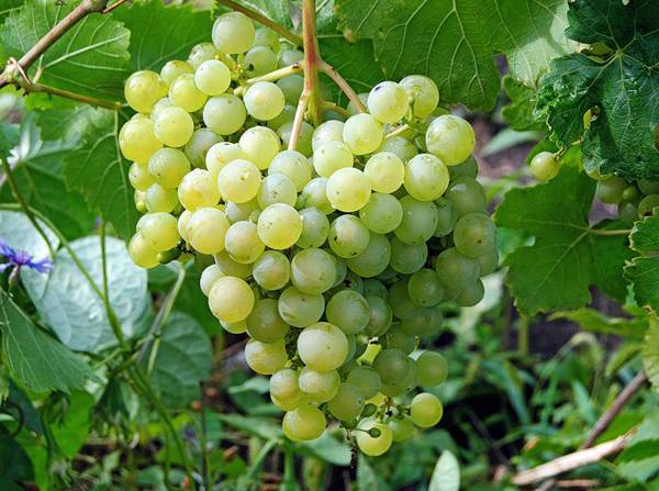 Тонкости выращивания высокоурожайного винограда столового сорта Алешенькин - plodovie.ru - Волгоград