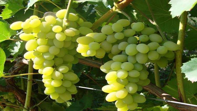 Устойчивые к болезням сорта винограда - plodovie.ru