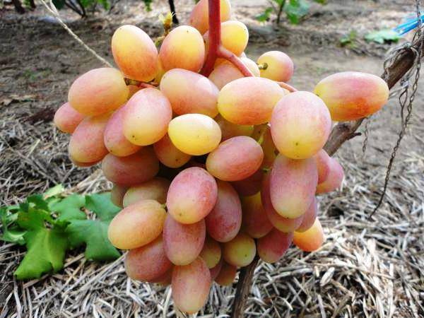 Особенности выращивания винограда Юлиан - plodovie.ru - г. Виноград