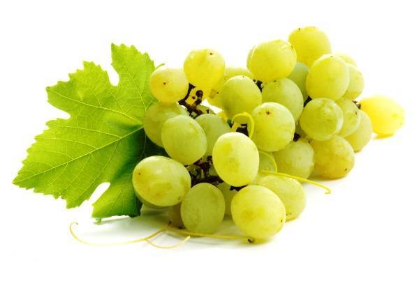 Характеристика сорта винограда Кеша - plodovie.ru