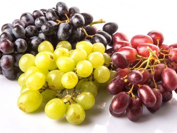 Разнообразие вкусов и ароматов: как вырастить виноград Восторг на даче - plodovie.ru - Россия - Украина - Белоруссия