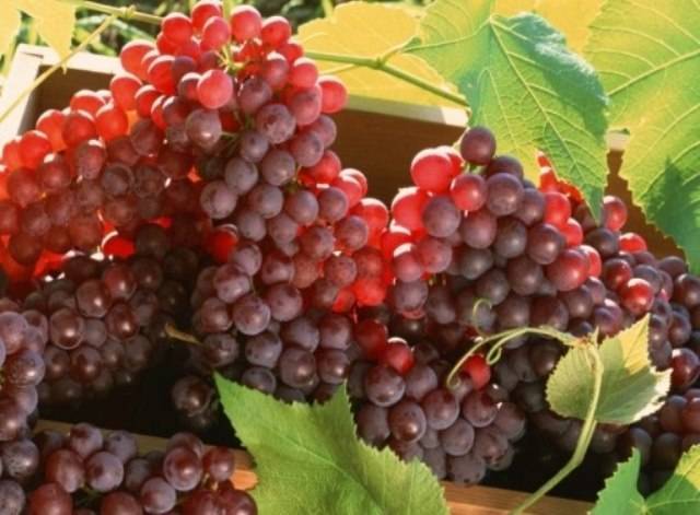 Самое главное о сортах винограда Амурский - plodovie.ru - г. Виноград