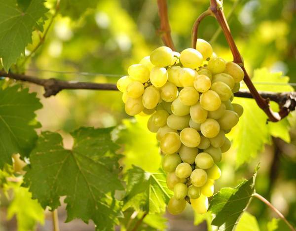 Секреты выращивания высокоурожайного винограда сорта Августин - plodovie.ru - Болгария - Плевен