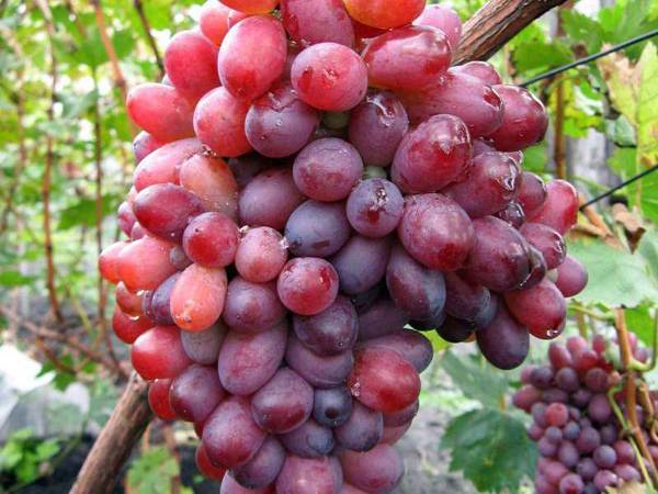 Что собой представляет виноград Виктория и в чем его преимущества - plodovie.ru - Новочеркасск