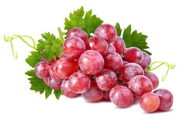 Особенности выращивания винограда Рошфор: советы начинающим виноградарям - plodovie.ru