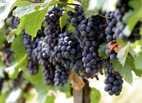 Сверхранние сорта винограда – обзор - plodovie.ru - г. Виноград