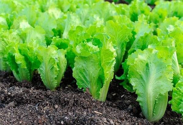 Что такое салат латук и как его вырастить на дачном участке - plodovie.ru
