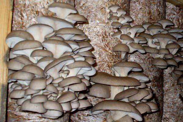 «Тихая охота на дому»: как вырастить грибы в домашней грибнице - plodovie.ru