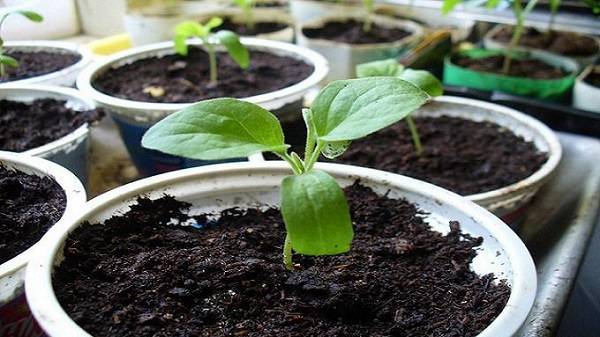 Как выращивать рассаду баклажан в домашних условиях - plodovie.ru